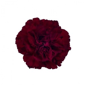 gvozdika bordo